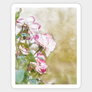 Light pink roses Sticker